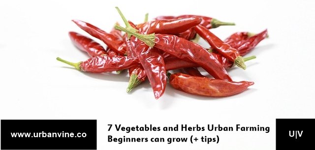 basil_grower's tweet photo. 7 Vegetables and Herbs to start growing in your urban farm, and tips to grow them:

> https://t.co/AdFQXp9TiZ https://t.co/J8vUvsi1EB