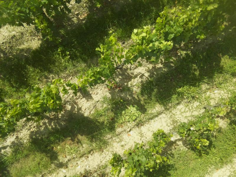 #reussirvigne Un drone qui détecte le mildiou vigne.reussir.fr/actualites/un-…
