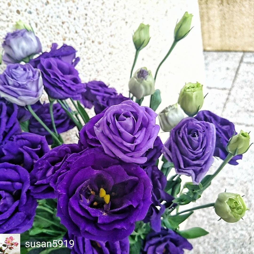 Taiwagram's tweet photo. Buenos días / 早安 (Zǎo ān)
#Taipei #Taiwan
#Fotografía de Susan Wu @susan5919 
en instagram 
#Photo https://t.co/uzsNVW3KOO