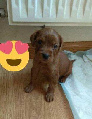 NUEVA VIDA ADOPCIONES tweet media