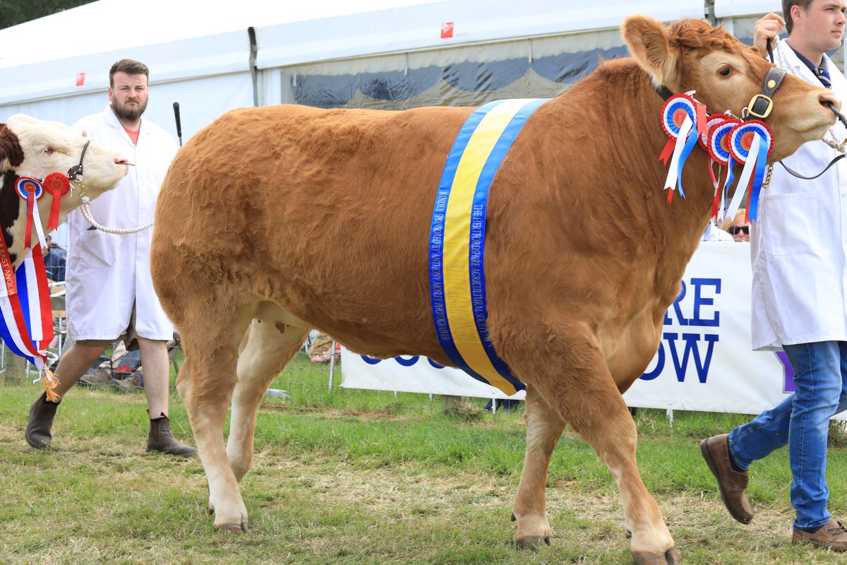 hertscountyshow's tweet photo. #TBT This years' #HertsShow! Don't they look pleased with themselves?! #CowsOfInstagram #Winner #GrandParade #Hertfordshire #CountyShow https://t.co/ivRBhbjacs