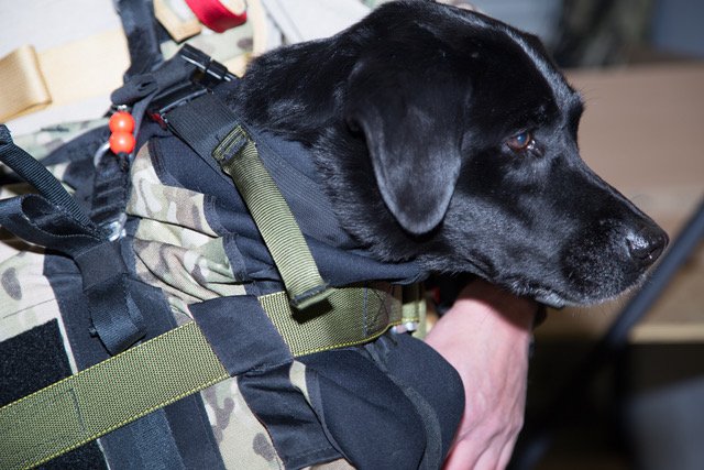 CPS_Parachutes's tweet photo. #CPS #IfItWerentForDogs Thank you BlackJack for 12 years of service! #K9parachuting #completeparachutesolutions https://t.co/d1Fi2ssaSH