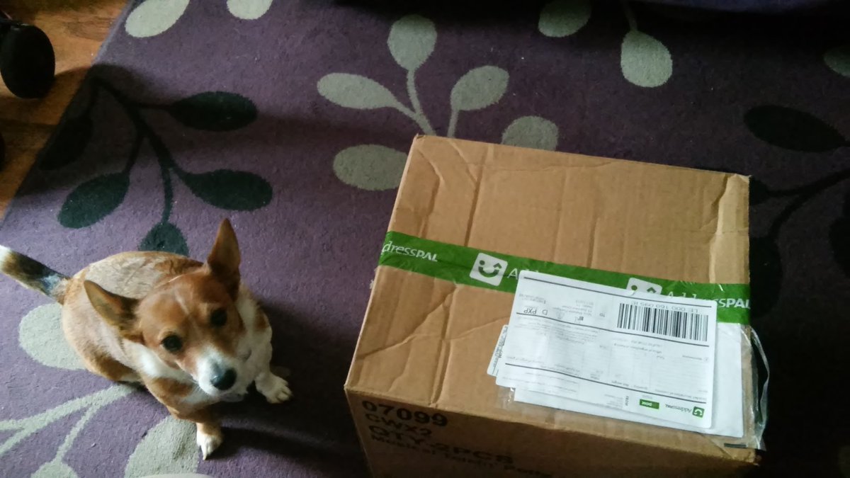 MelByrneRadio's tweet photo. @scooby_box When your dog thinks its #scoobybox day and monitors every piece of post that enters the house. https://t.co/I41CfVHGjY