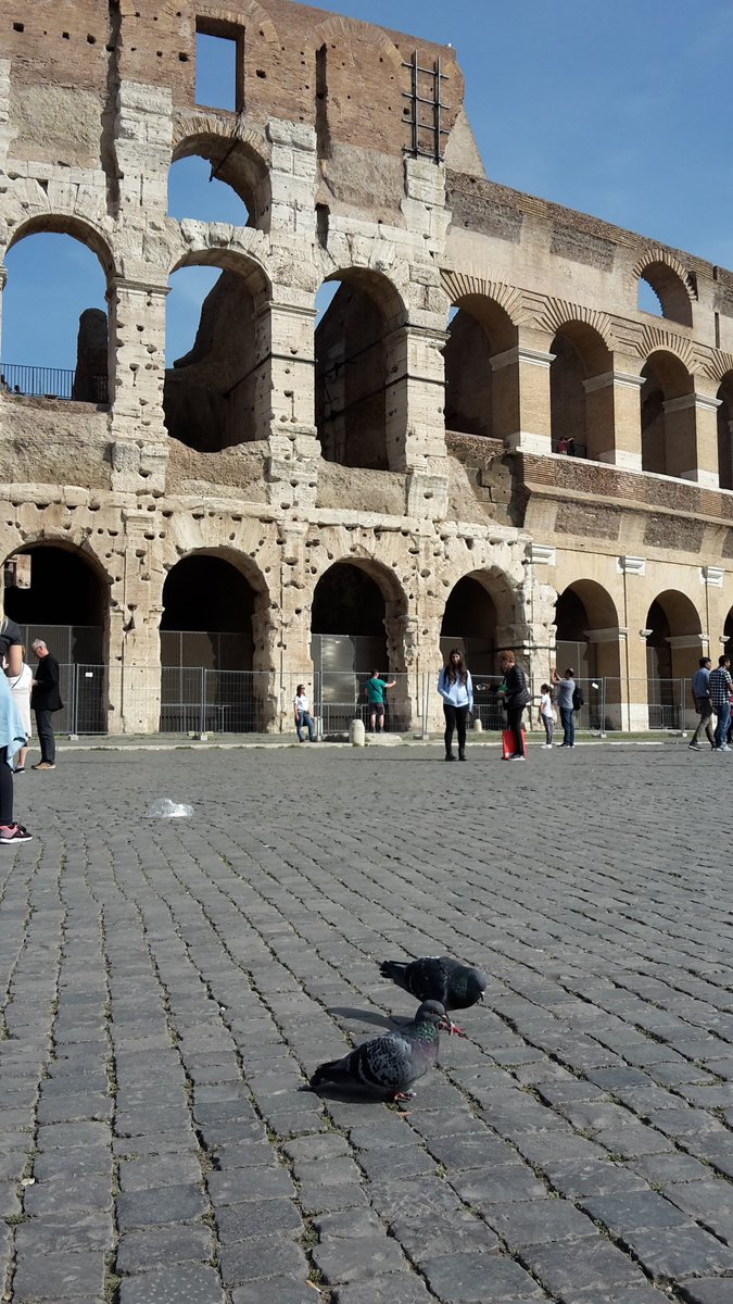 PigeonsinLondon's tweet photo. #Pigeons at the #colosseum in #Rome , naturally. Zéro fear of humans. https://t.co/Gp7pzBr1dt