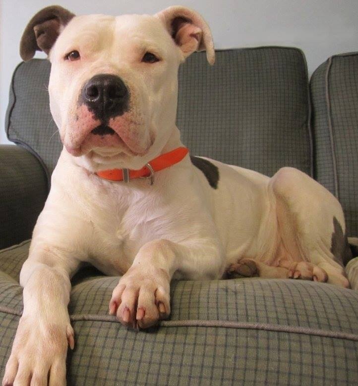 Dog Zoned tweet media