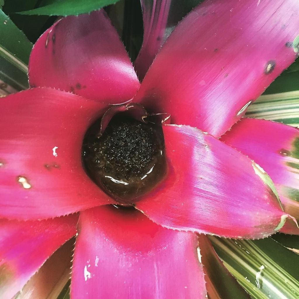 beccalikesrocks's tweet photo. Water collector. #rainforestflora #pinkandgreen #savethatforlater #clevelandmetroparkszoo https://t.co/L39iOjivYm