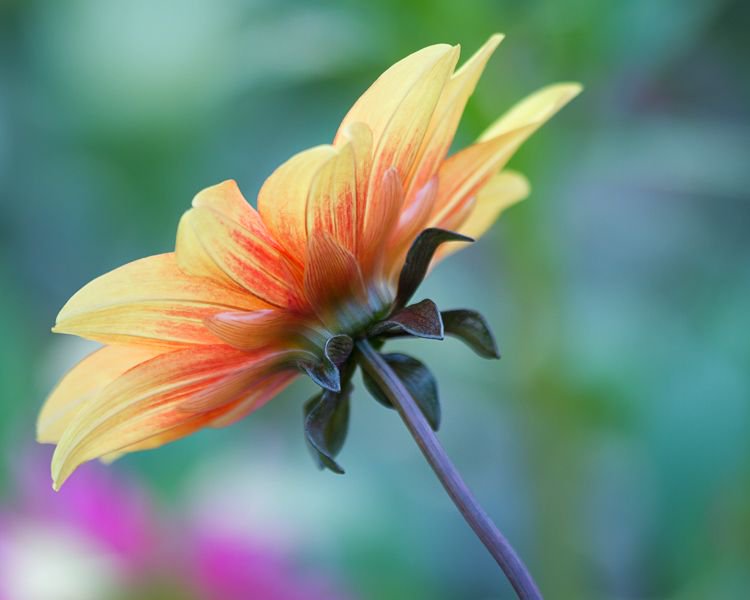 FujifilmCREATE's tweet photo. "To make better photos, you need better gear" https://t.co/NhlPzFGc9C How many of these #photography myths have you heard? https://t.co/4qhlbRj7yw