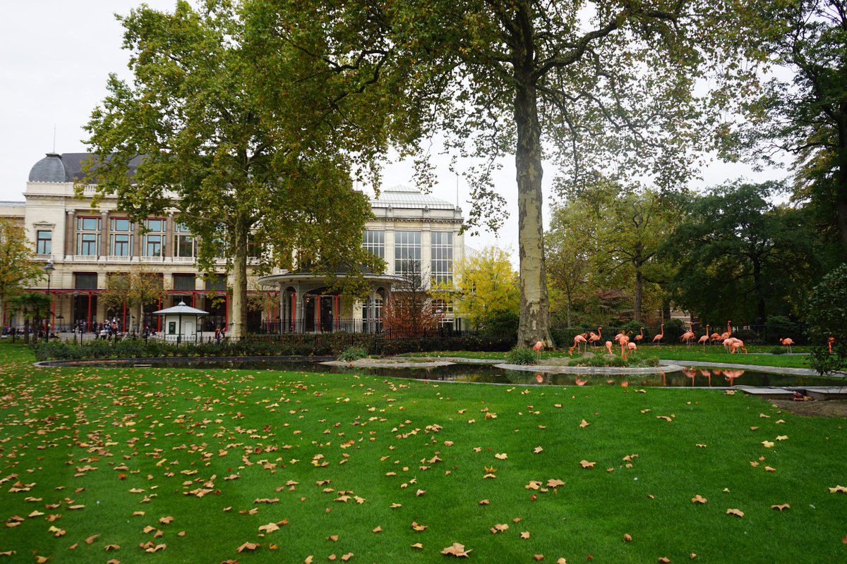 ECTMIH2017's tweet image. Your #ECTMIH2017 pass also lets you into the @zooantwerpen – take a walk on the wild side