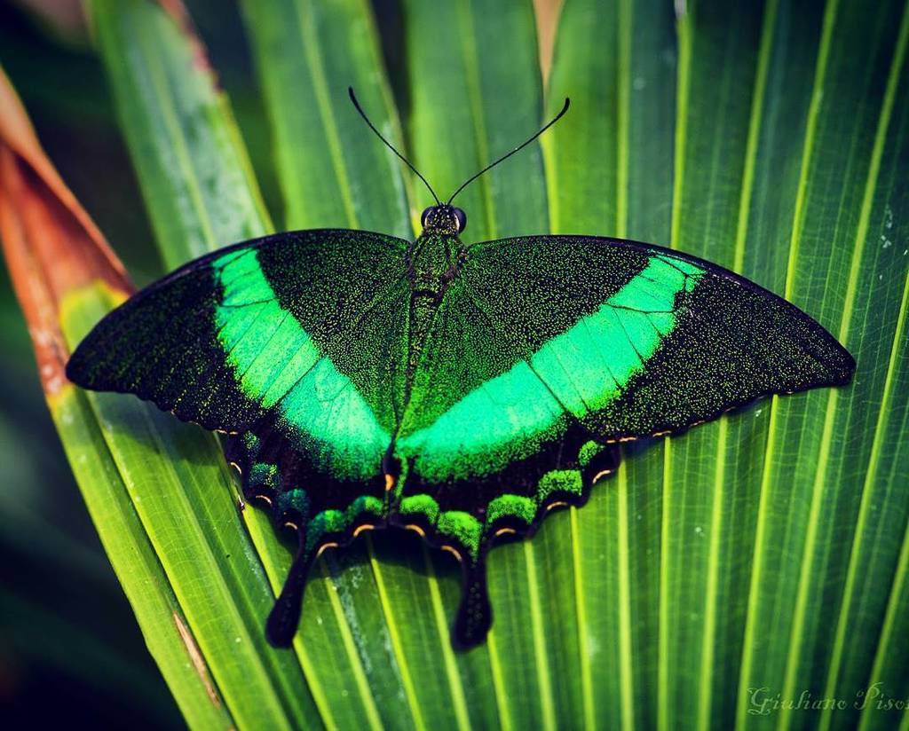 ccxx72's tweet photo. Green Queen #butterfly 📷 #macro #macros  #macrophotography #macrophoto #macrolens #macroworld #macrolovers #macro_… https://t.co/QxloudSFk7 https://t.co/URV7Hn6gHQ
