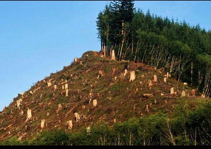 UtuNaUzalendoKE's tweet photo. When the trees in the forest say; We will vote for the axe because the handle is one of our own...

Result...👇👇 https://t.co/ObWb2oTuXu