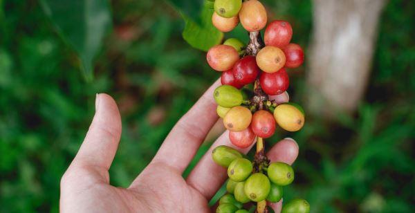 PebblePine's tweet photo. From Coffee Bean to Cup - the journey of the coffee bean https://t.co/mZpqNATzn0 #coffee https://t.co/bT6Ay4aWBD