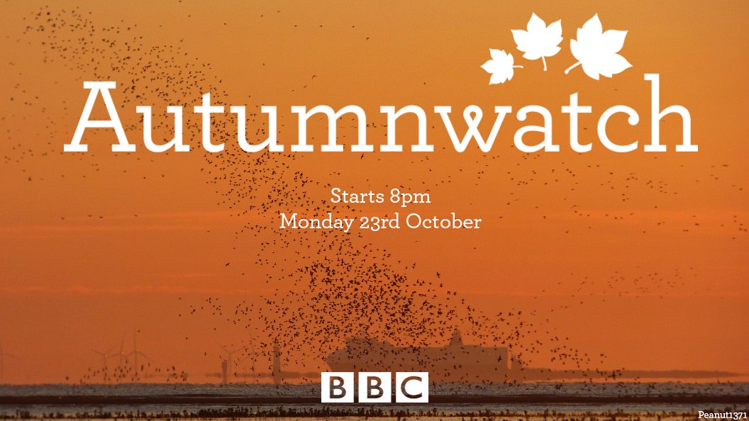 BBCSpringwatch's tweet photo. It's almost time...
#Autumnwatch starts on @BBCTwo, Monday night from 8pm 🍂 https://t.co/kS0qujZG6Q