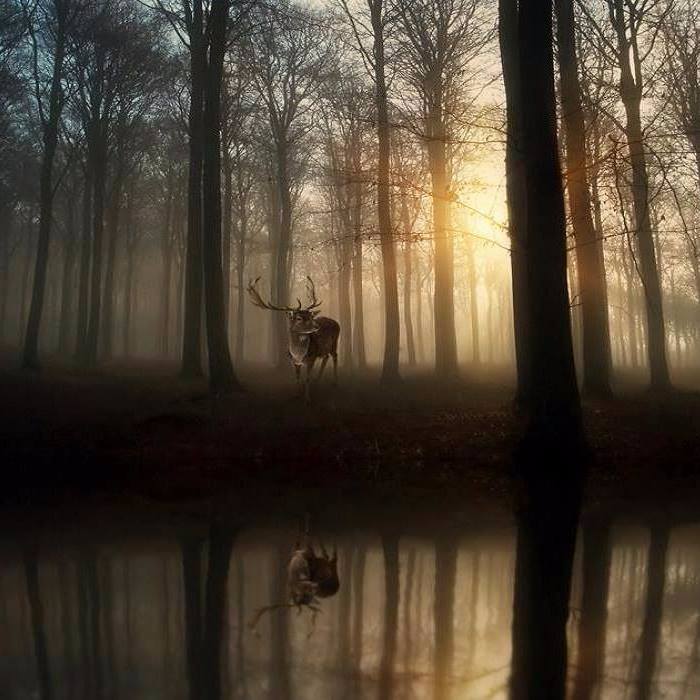 Gabriele_Corno's tweet photo. The King.......by Oer-Wout https://t.co/vOvJayGdQM