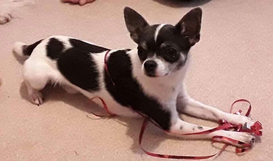 ATTENTION: my friends dog is believed to be stolen round Lincoln area, PLEASE RETWEET, he needs to be found!! RT RT RT RT RT!!!!!!!!!!!