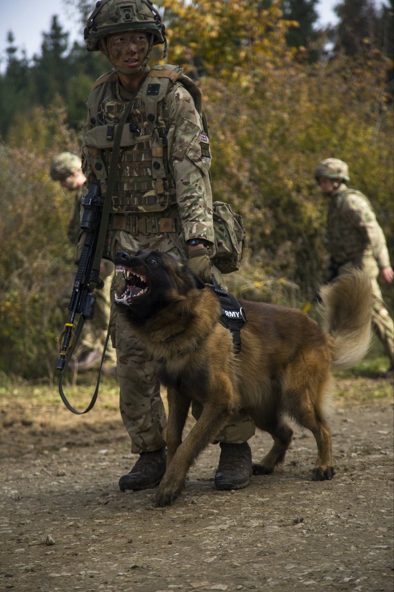16AirAssltBCT's tweet photo. .@1MWD_Reg protection #dog Vinny adds deterrence & sub-lethal aggression - AKA bark & bite! - to a 2 PARA patrol on #SwiftResponse https://t.co/8JGksCkH6J