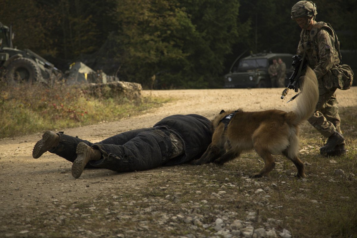 16AirAssltBCT's tweet photo. .@1MWD_Reg protection #dog Vinny adds deterrence & sub-lethal aggression - AKA bark & bite! - to a 2 PARA patrol on #SwiftResponse https://t.co/8JGksCkH6J