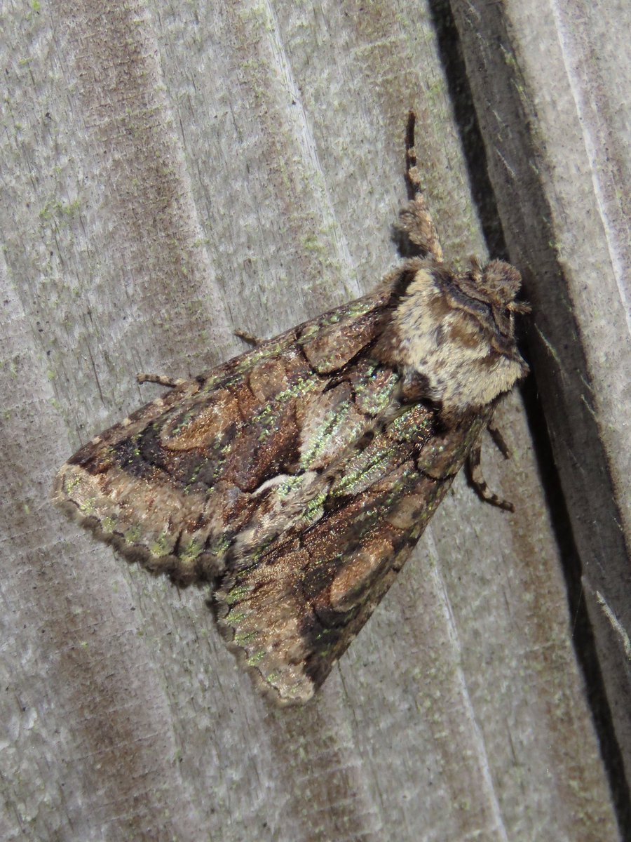 IanScott78's tweet photo. Finally, some decent Autumn moths in the garden. Merveille du Jour &amp; Green-brindled Crescent. https://t.co/67Pkn8VXqO