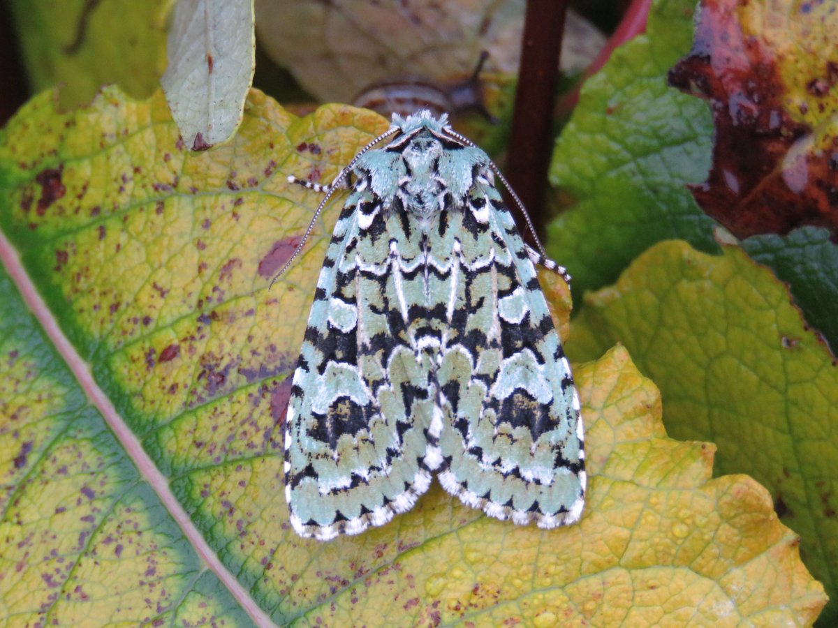 IanScott78's tweet photo. Finally, some decent Autumn moths in the garden. Merveille du Jour &amp; Green-brindled Crescent. https://t.co/67Pkn8VXqO