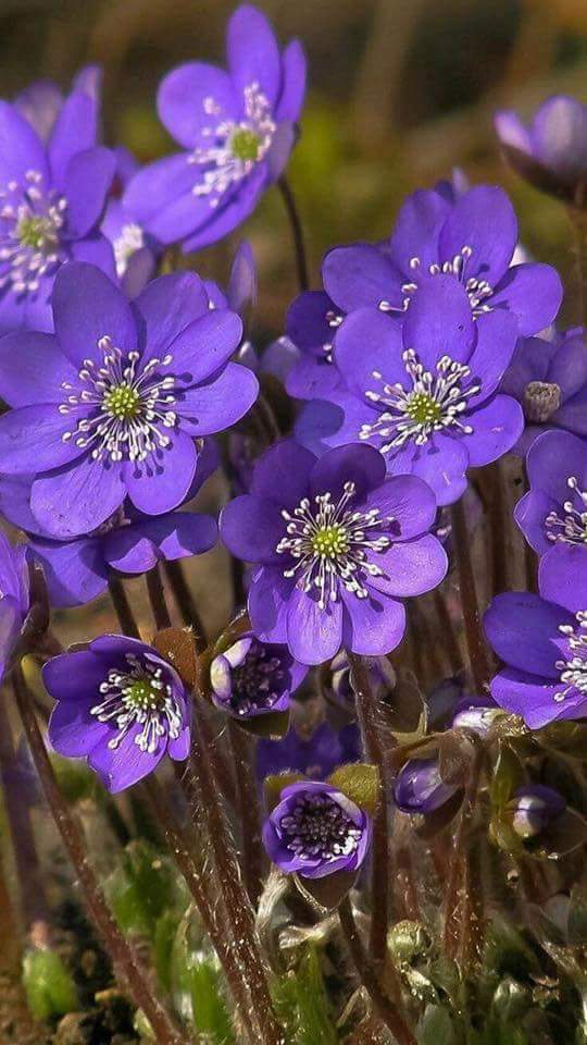 Arapçada Güzel Bir Söz Vardır;
Mine'l Habibi İle'l Habibi Habib
Sevgiliden Gelen Her Şey Sevgilidir
Ne Geldiyse ''ELHAMDÜLİLLAH Ya RABB