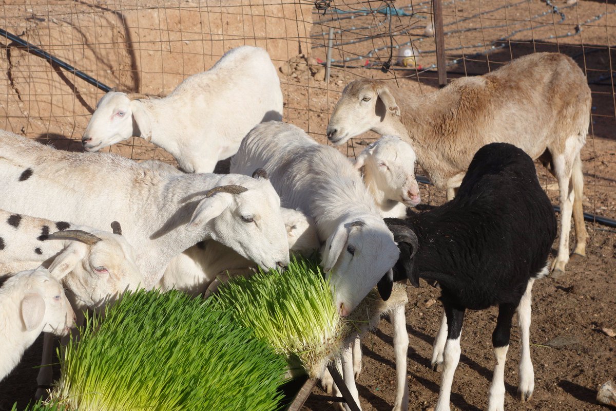 WFP's tweet photo. Growing food in the desert? See how hydroponics allows Sahrawi refugees to grow crops in #Algeria w/ 90% less water 🌱https://t.co/sJfAlsC5Gf https://t.co/jcAWnqYX1s