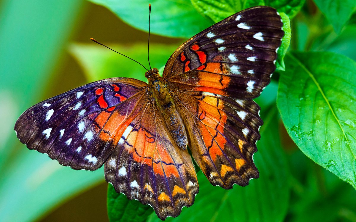 annabelflo's tweet photo. 2/3 of Life on Earth is insects - but flying insects have declined by 75% in 27 years: VERY worrying for the future🌍
https://t.co/D16P7nVif7 https://t.co/LoakehMX6N