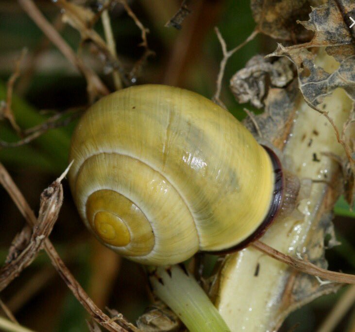 JAZZ5JAZZ's tweet photo. I've been saving snails again, oops now I am late to work!
This one was too pretty to leave on the footpath π
#SaveSnails π https://t.co/qQZrL2Fax1