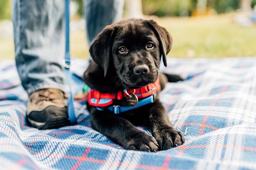 assistance dog australia
