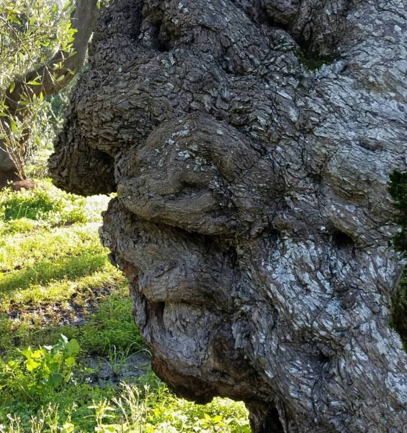 TwitItalianWine's tweet photo. Il suo nome è Uomo Ulivo: ci osserva e protegge da almeno 500 anni #ulivimillenari #millenaridipuglia #mediterraneo #puglia @ParcoPiccolo https://t.co/OsK8hIqv5M