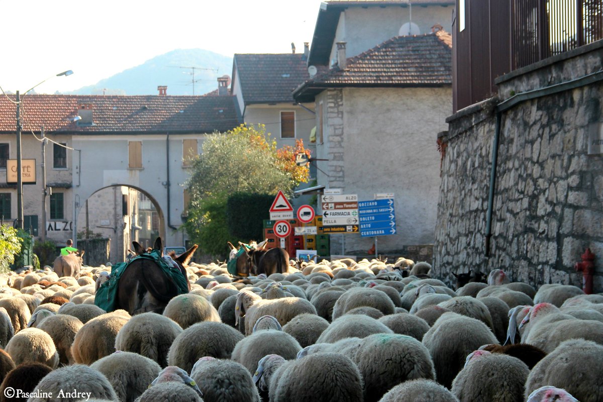 CultureAndAdv's tweet photo. I love rush hour...by the Lake Orta in Italy 🇮🇹You can see donkeys carrying tiny lambs! Adorable #Italy #IndienSummer #sheperd #countrylife https://t.co/qG0qbKhXHb