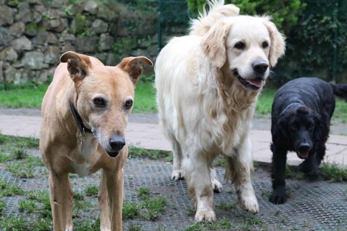 DoggyDaycareSW's tweet photo. Some of this week's guests having fun. #Cornwall #dogdaycare https://t.co/thOr1Pl0HV