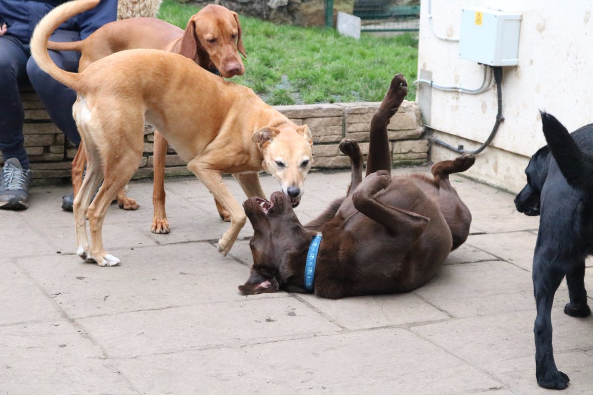 DoggyDaycareSW's tweet photo. Some of this week's guests having fun. #Cornwall #dogdaycare https://t.co/thOr1Pl0HV