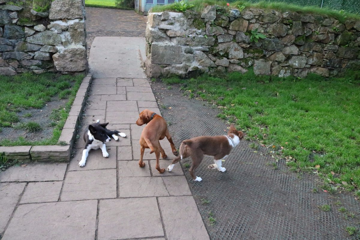 DoggyDaycareSW's tweet photo. Some of this week's guests having fun. #Cornwall #dogdaycare https://t.co/thOr1Pl0HV