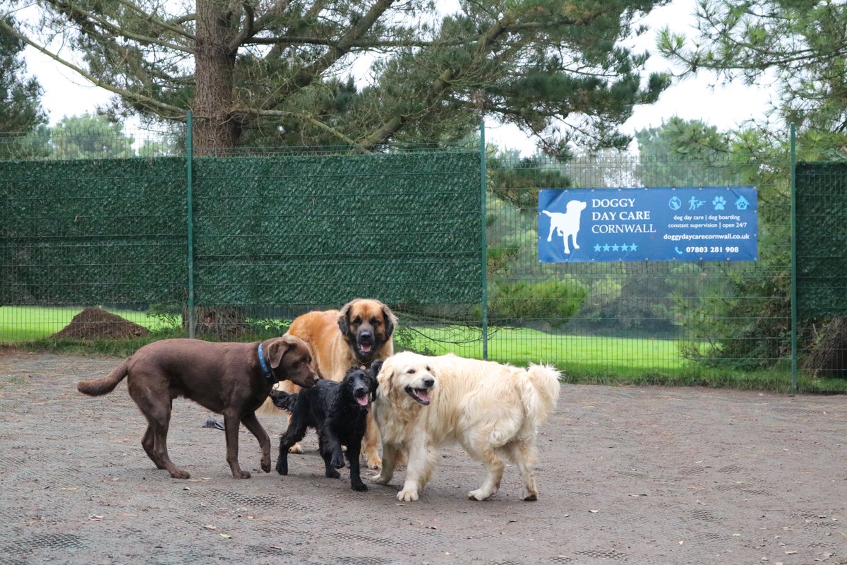 DoggyDaycareSW's tweet photo. Some of this week's guests having fun. #Cornwall #dogdaycare https://t.co/thOr1Pl0HV