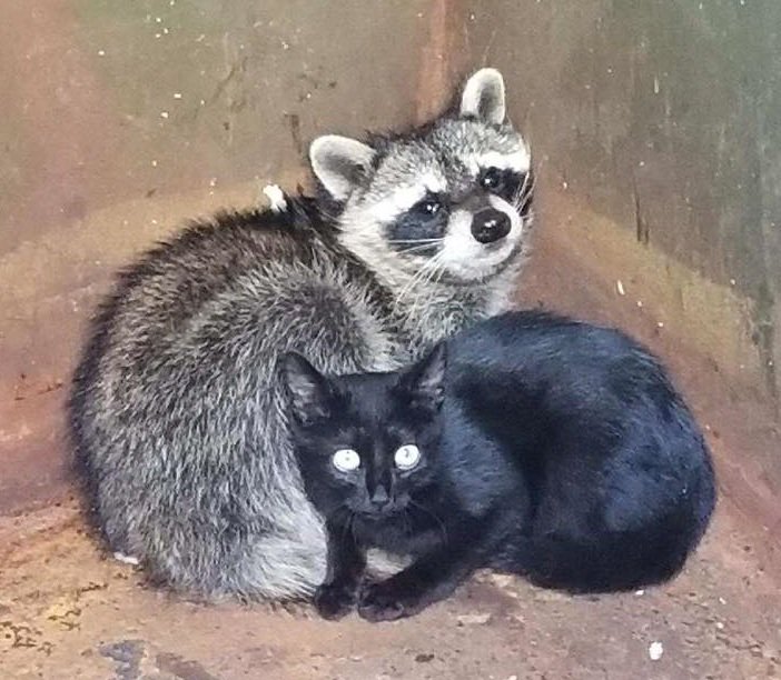 wbir's tweet photo. KPD finds two unusual friends keeping warm https://t.co/AN690AMmdB https://t.co/kWpOyxlx8R