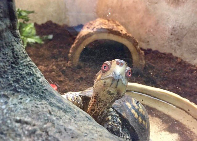 GetLostIndiana's tweet photo. This cover photo update brought to you by curious turtles, nature discovery centers, Zion Nature Center, FB Memories, and #getlostindiana. https://t.co/HyoL7gKNh6