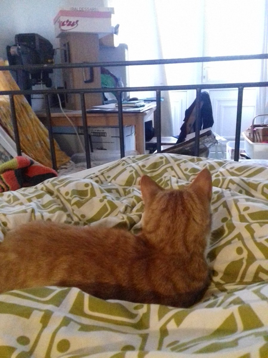 SarahEJCarne's tweet photo. @WCNchris @HughesPeg Cat. Coffee just out of sight. Result. Working in bed. #poststudio (ps hello Chris!) https://t.co/8iojLq4Ob2
