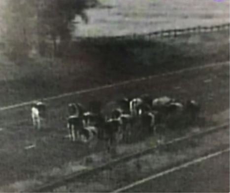 BBCNWT's tweet photo. Herd of cows taking a midnight stroll on the M56 in Cheshire resulted in its closure before police "moo-ved" them along https://t.co/09NwpaVn7p https://t.co/yEpktFBT0E