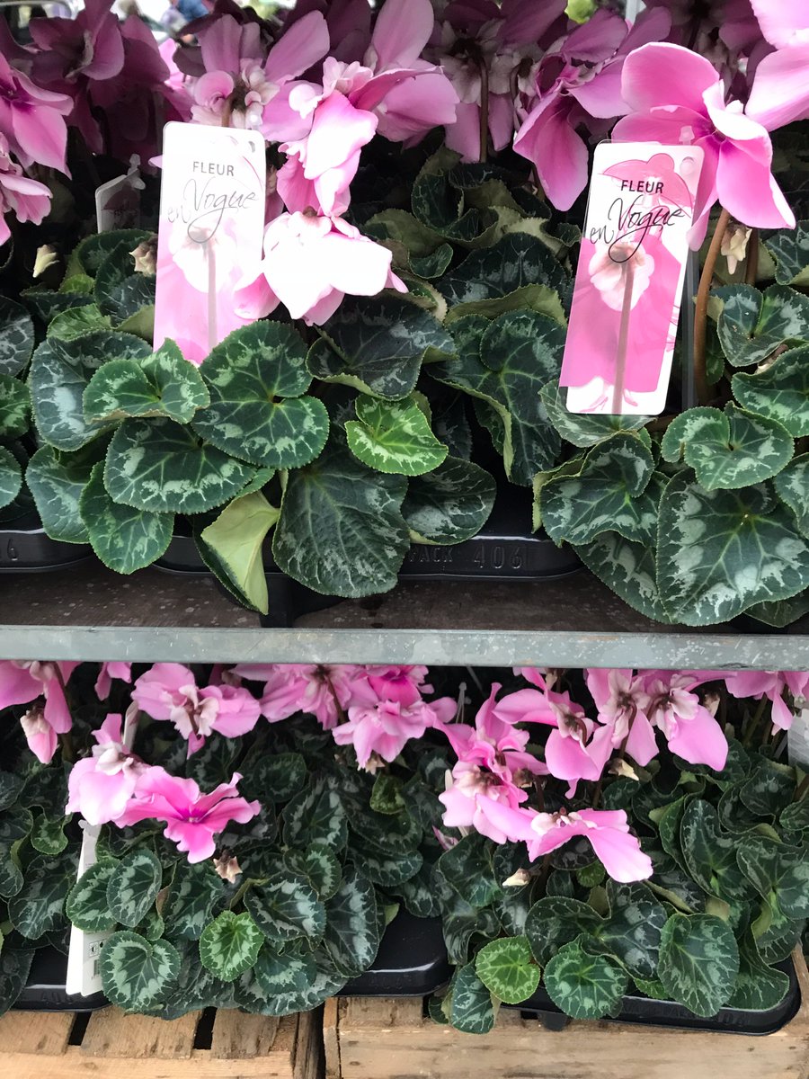 TFC_GROUP's tweet photo. Pretty in pink!!!😍🌺💕 Beautiful pink Cyclamen fresh in today! Cyclamen Fleur En Vogue!!😮 https://t.co/ZXPXVSCPuv