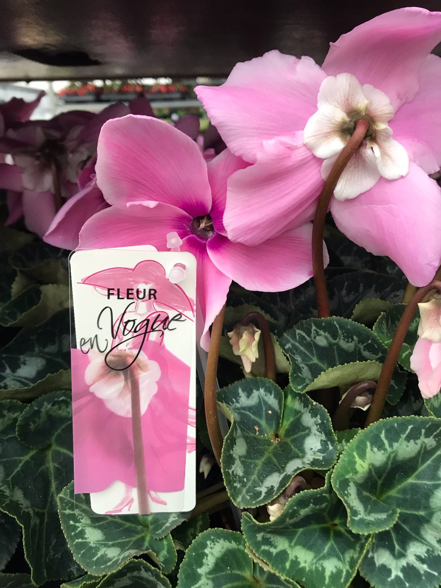 TFC_GROUP's tweet photo. Pretty in pink!!!😍🌺💕 Beautiful pink Cyclamen fresh in today! Cyclamen Fleur En Vogue!!😮 https://t.co/ZXPXVSCPuv