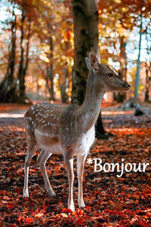 Mary_Zarifah's tweet photo. #Good_morning #Bonjour #Bonne_journée
#Happy_Thursday #Happy_day #19October2017
#صباح_الخير🌸🌸 #صباح_السعادة🌸🌸
#بنت_المسيح https://t.co/tleaQEQuz0