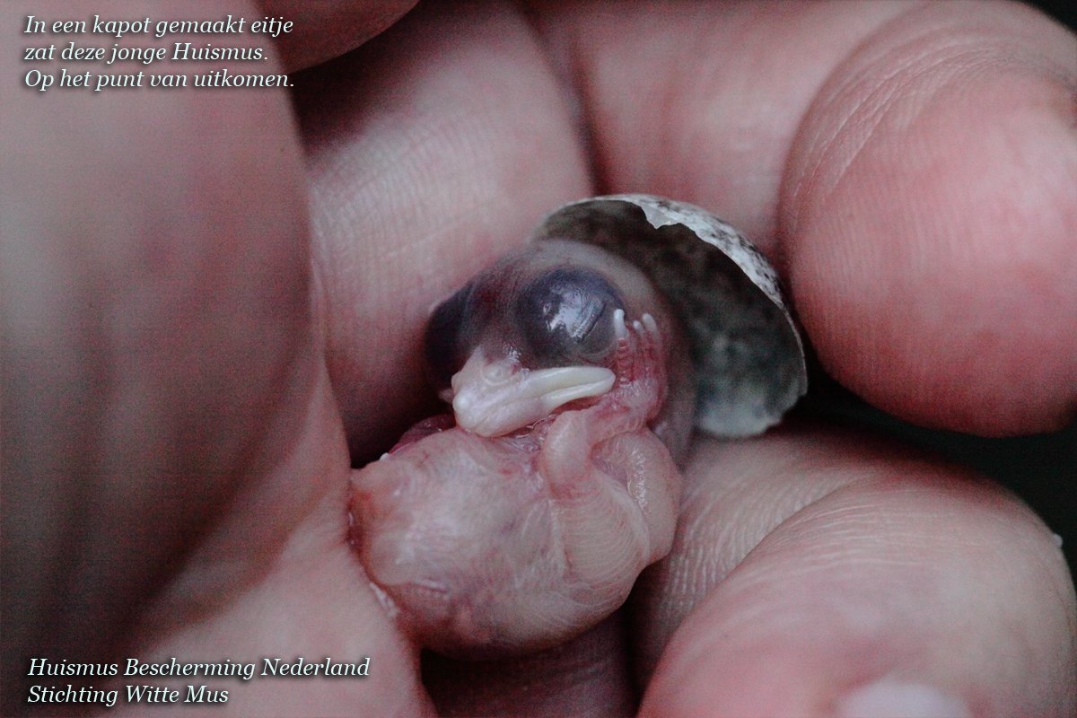 vervolg GEDRAGSCODE natuurInclusief: wat Vogelbescherming NIET durfde deed <a href="/stWitteMus/">Huismus Bescherming</a>  HuismusBescherming WEL. facebook.com/huismusBescher…