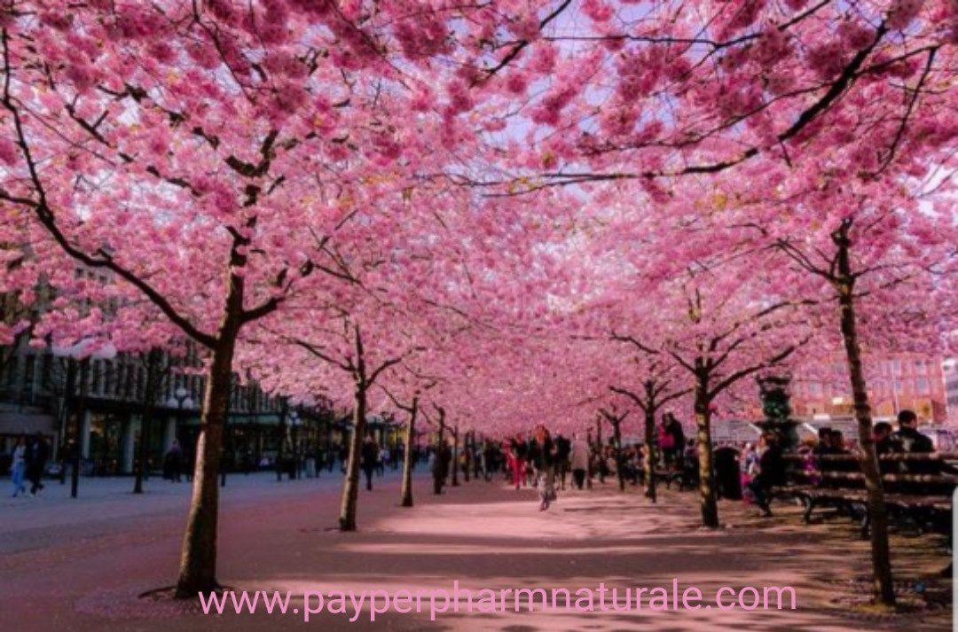 PayperPharm's tweet photo. PINK OCTOBER - BREAST CANCER AWARENESS MONTH

SI PLUS - FOR HEALTHY WOMENS BREAST

+381 64 21 41 319
+381 11 41 27 134 https://t.co/b9oJqQRHFA