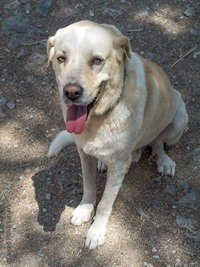 2LIAA1's tweet photo. Este es #LUCAS tiene 6 añitos y es todo bondad, se porta muy bien, es cariñoso, pasea en correa sin problema. .
#Canopolis #Barcelona
😍😍 https://t.co/M2VzN1aome
