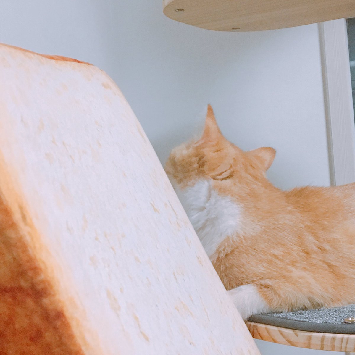 joongoo_cat's tweet photo. 식빵냥 https://t.co/P3EtGxERAX