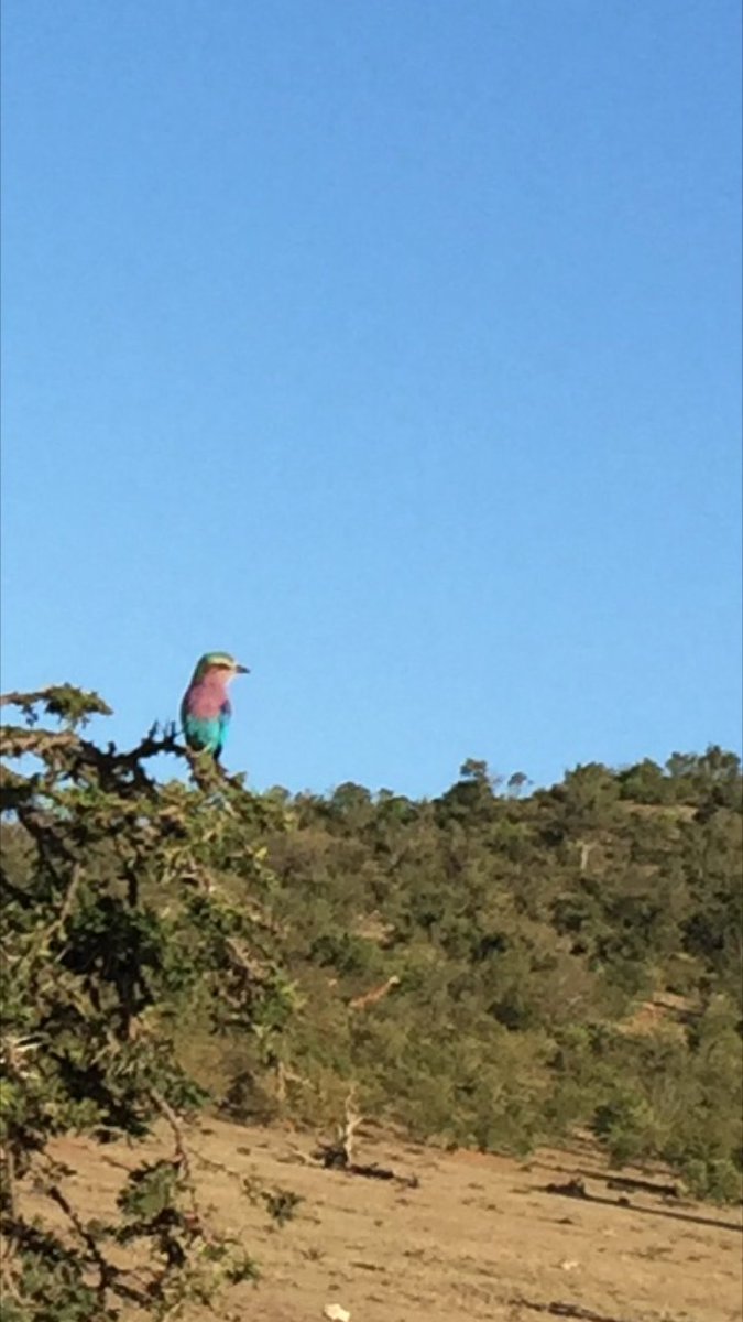Birdlife in Maasai Mara just as wonderful as the big five. Lilac-breasted roller, national bird of #kenya #safari #maasai