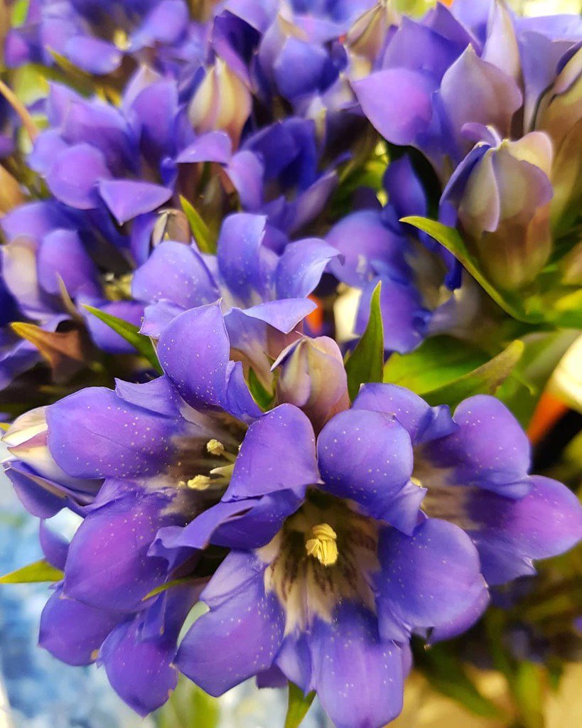 ssmithflowers's tweet photo. Amazing Gentiana in today.
#gentiana #flowers #blue #blueflowers #dutchflowers #londonflorist #floist #floristshop… https://t.co/sATr8wgugK https://t.co/0sGv2ntx5D