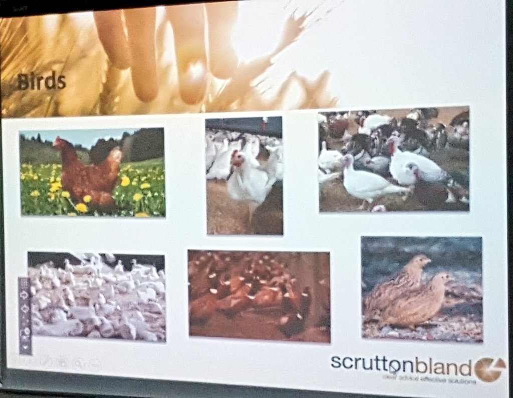 britishpoultry's tweet photo. Ed Nottingham from @ScruttonBland gives a quick update on #BirdFlu Insurance at #AIRoadshow in Inverurie @RuralMattersSG @NFUStweets https://t.co/3ablS9JHgM