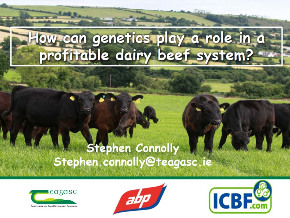 teagasc's tweet photo. Stephen Connolly ABP spoke to #BeefConf17 on the Influence choice of bull has on lifetime performance of beef calves https://t.co/z3wGBDTAYO https://t.co/V4RbanLhy0