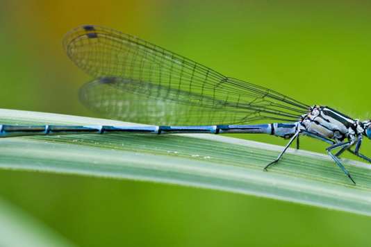 En 30 ans, près de 80 % des insectes auraient disparu en Europe lemde.fr/2xQGpaw v/<a href="/lemonde/">LeMonde</a> #biodiversité #Pesticides