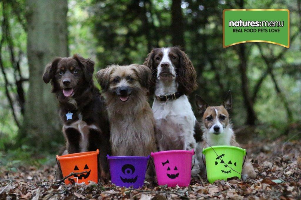 naturesmenu's tweet photo. The @GeeGeeDogs are ready for Halloween! Are you? #geegeedogs #fuelledbynaturesmenu #rawisbest #adorethem #cute #Halloween https://t.co/QQfFlXzsqB